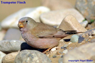 bird photo - Trumpeter Finch