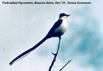 bird photo - Fork-tailed Flycatcher