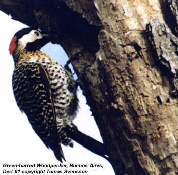 bird photo - Green-barred Woodpecker