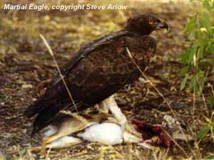bird photo - Martial Eagle