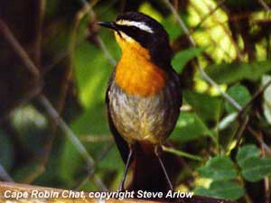 bird photo - Cape Robin Chat