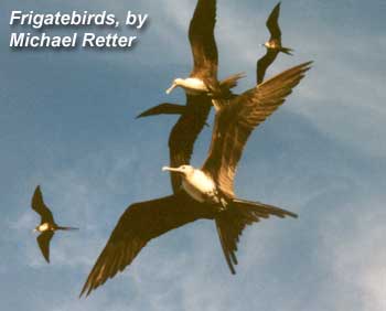 bird photo - frigatebirds