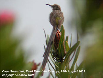 bird photo - Cape Sugarbird