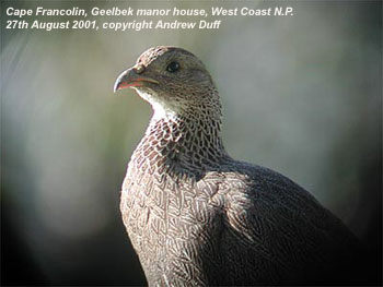 bird photo - Cape Francolin