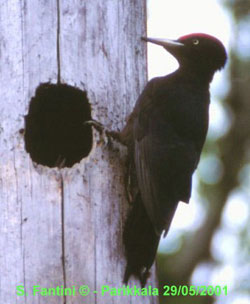 bird photo - Black Woodpecker