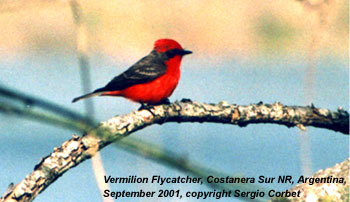 bird photo - Vermillion Flycatcher
