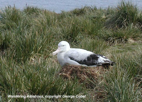bird photo - Wandering Albatross on nest