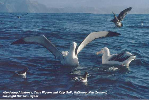 bird photo - Wandering Albatross, Cape Pigeon and Kelp Gull