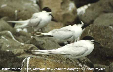 bird photo - White-fronted Tern
