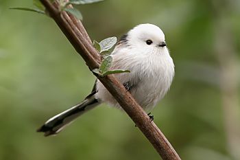 Northern Long-tailed Tit