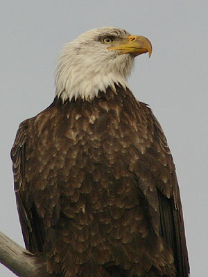 Bald Eagle - huge bird of prey. Adults have white heads.