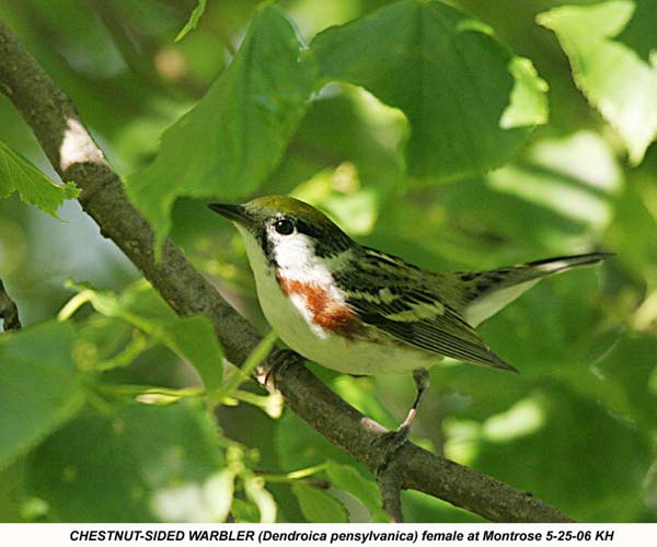 Backyard Bird Identification Warblers, Vireos