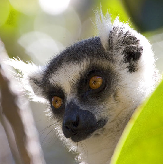 ring tailed lemur law