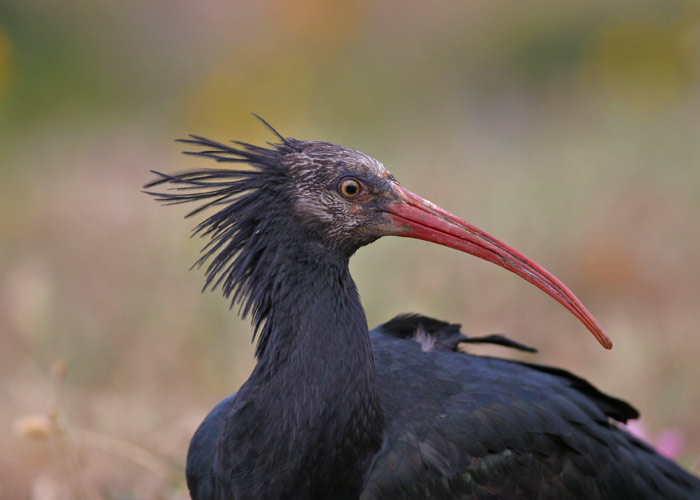 Northern Bald Ibis © Stephen Daly from the surfbirds galleries