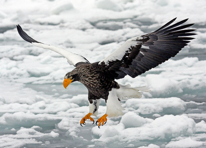 Pictures Of Steller's Sea Eagle - Free Steller's Sea Eagle pictures 