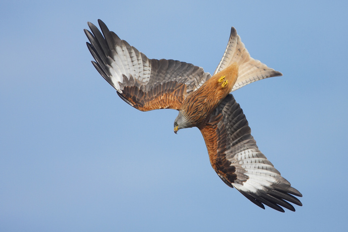 red kite clipart - photo #50