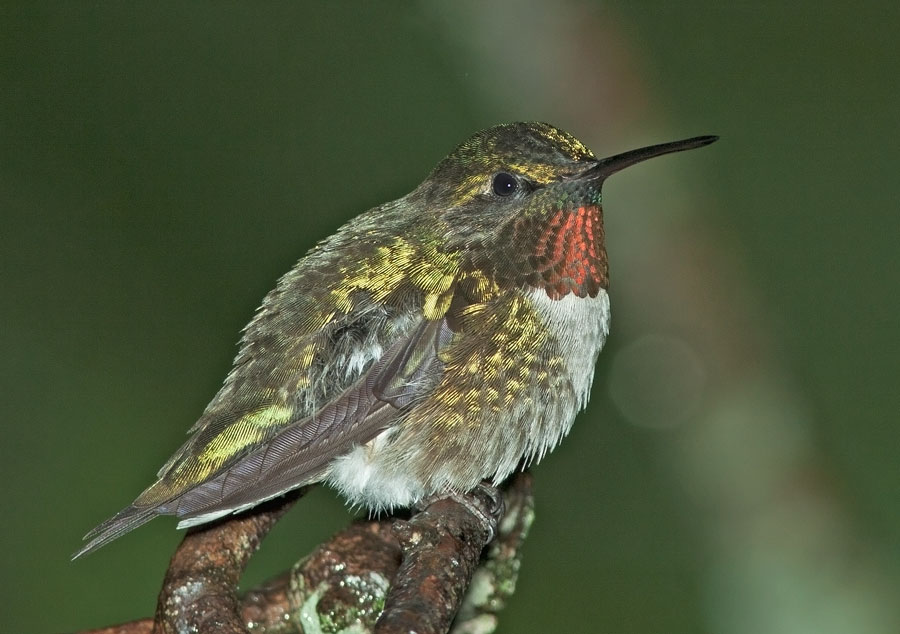 Backyard Bird Identification Hummingbirds