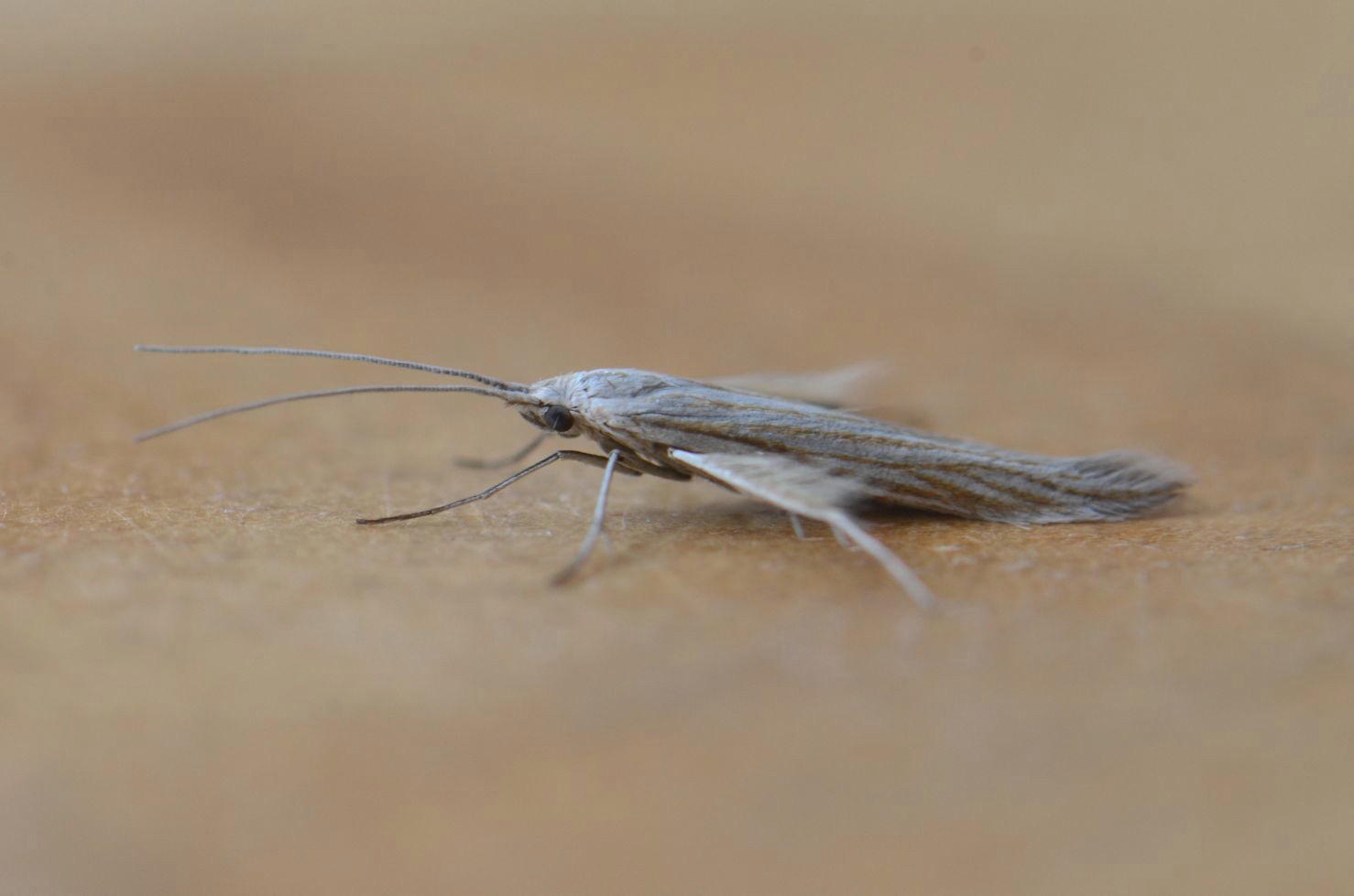 Coleophora pennella Micro Moth – Potential first for Hampshire | Three ...