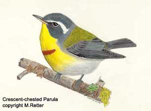 Crescent-chested Parula