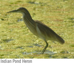 Text Box: Indian Pond Heron