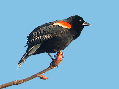 Backyard Bird Identification Blackbirds Cardinal Starling Crows,Rose Breasted Cockatoo