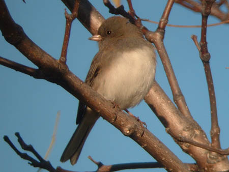 Small Bird With White Belly