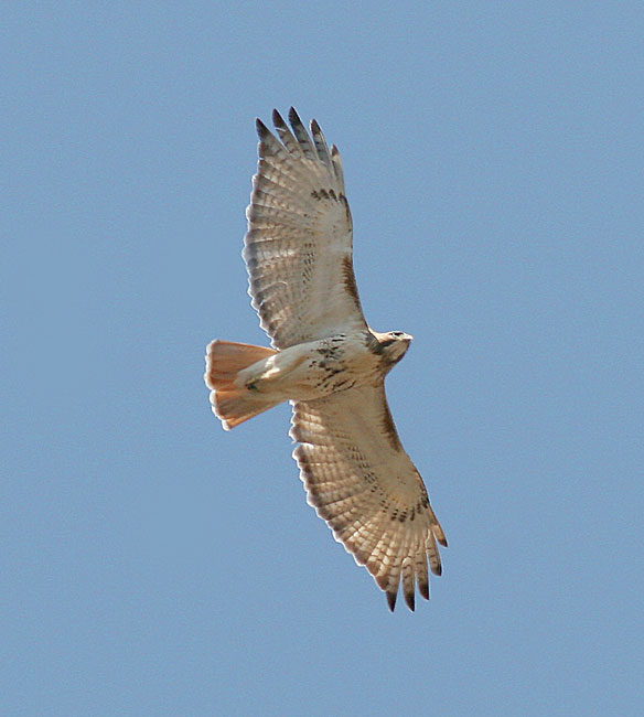 Backyard Bird Identification Owls, Hawks, Osprey, Vulture, Bald Eagle